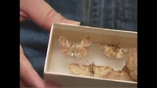 Exclusive Insects: Eastern Tent Caterpillar, 4-H Forestry Details