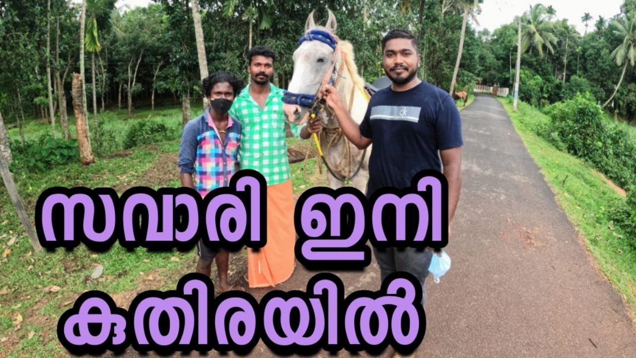 Horse for sale in kerala20000രൂപ മുതൽ കുതിരയെ വാങ്ങാംkerala horse