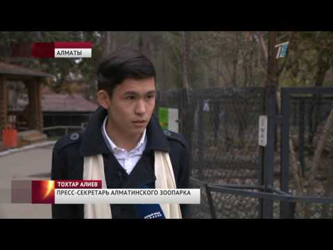 В зоопарке Алматы умер гепард