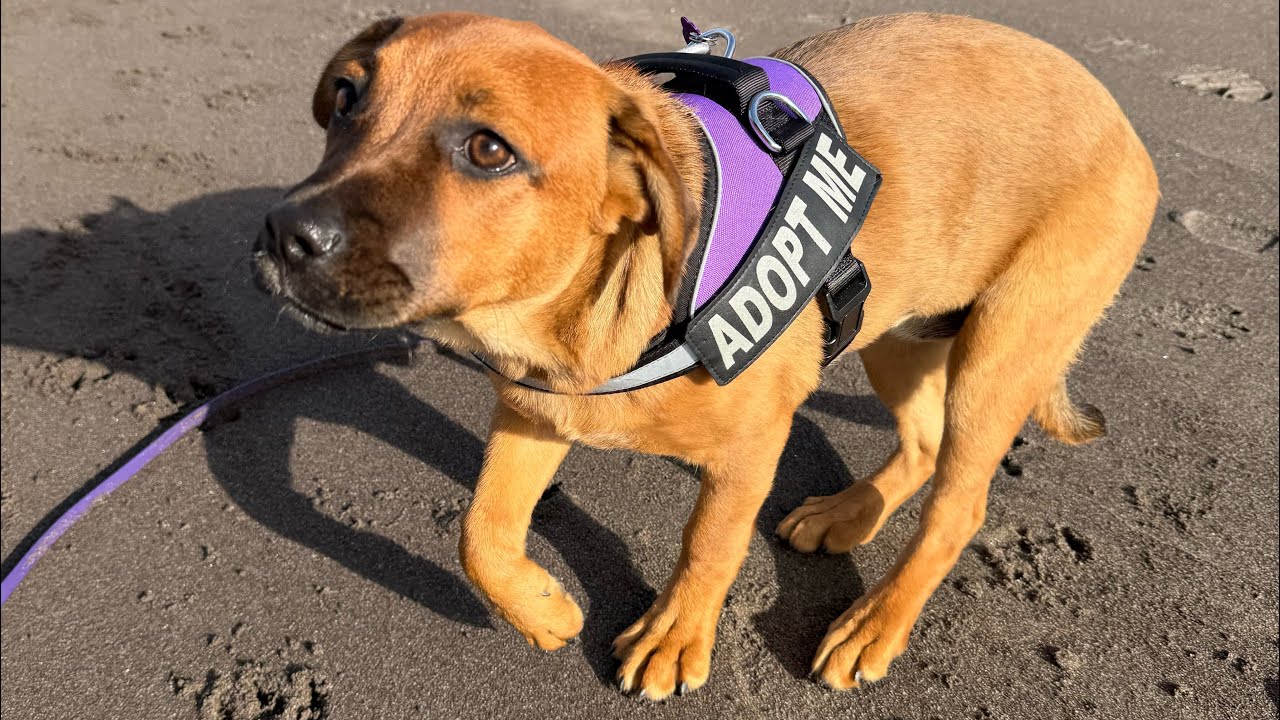 Meet La Garza, an adoptable puppy from Throw a Dog a Bone Dog Rescue