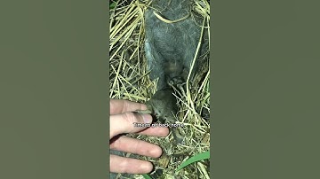Baby Bunny Rescue!