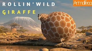 Rollin Wild - Giraffe - What If Animals Were Round?
