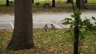 Two hawks and one badass Squirrel