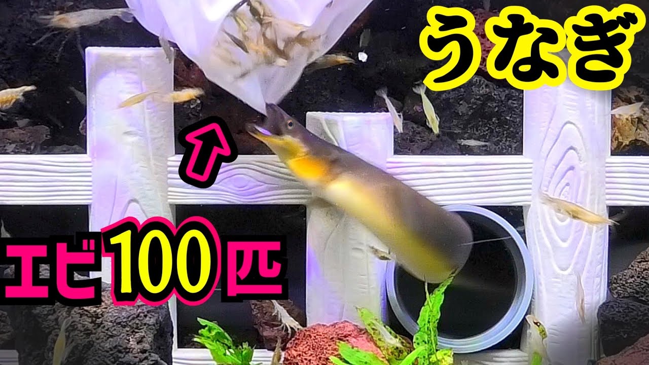 ウナギの水槽に100匹のエビを入れる。【シンうなぎ水槽その８】