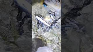 Hasil nombak ikan malam #fishing #berburudilaut