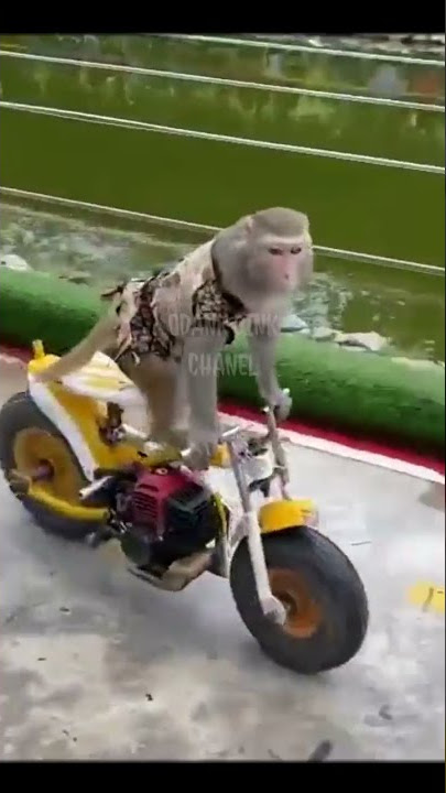 Monyet ini juara balapan motor