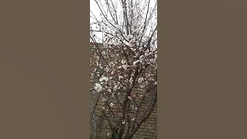 Thumbnail of Apricot flowers have started 2k23