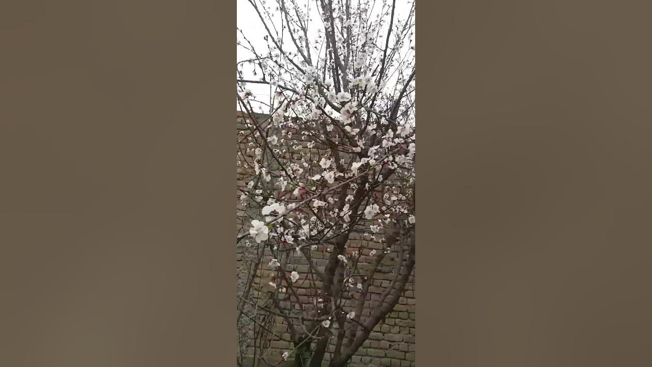 Apricot flowers have started 2k23