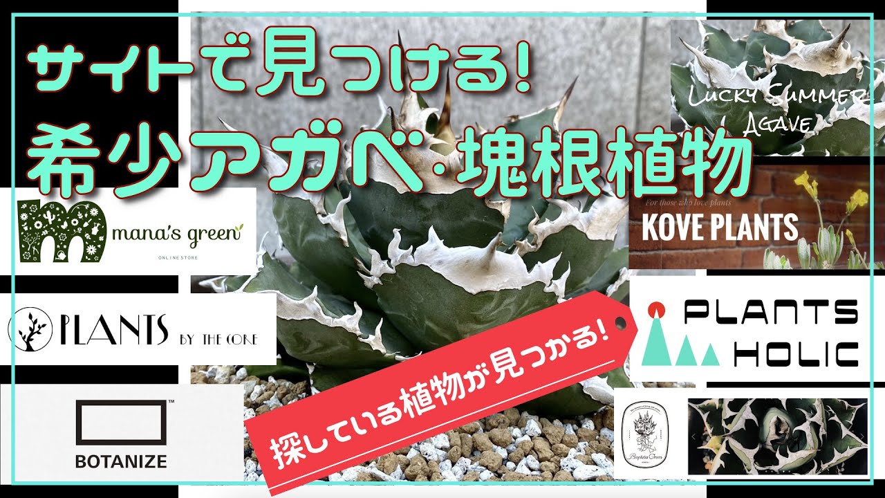 希少アガベ 塊根植物が見つかる サイト紹介 Youtube