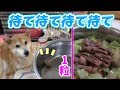 柴犬小春　【ドッキリ】豪勢なトッピングのはずがドッグフード1粒だったら
