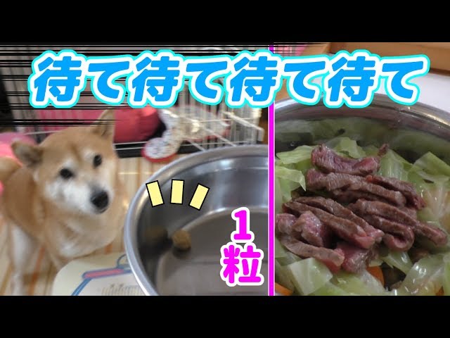 柴犬小春　【ドッキリ】豪勢なトッピングのはずがドッグフード1粒だったら