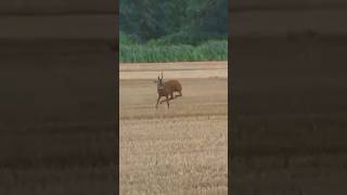 Instant Hit! Quick Roe Deer Hunt Moment"#HuntShot#QuickShot#Cle #harehunting #wildlife #ibexhunting