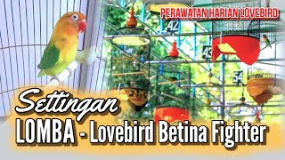 Perawatan Haraian   Settingan Lovebird Betina Single Fighter (SF)