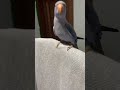 #рек #birds #смешныепопугаиговорящие #parrot #мемас #рекомендации #cockatiel #indianringneck