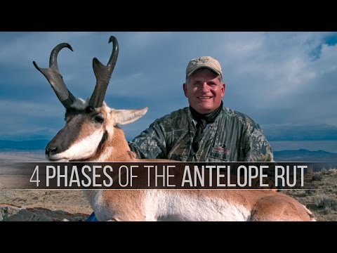 Video: Kdy říje antilopa vidlorohá?