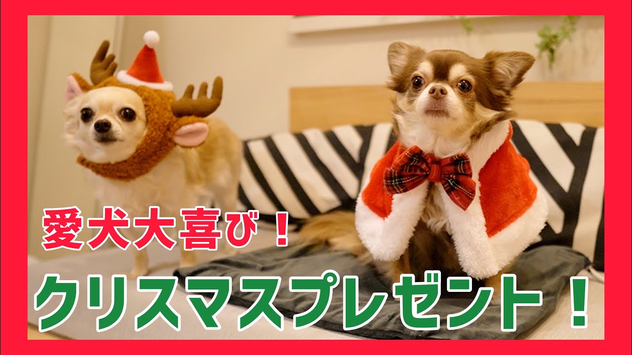 クリスマス 愛犬にオススメ クリスマスプレゼント 犬用ヒーター クリスマスケーキ Youtube クリスマス 愛犬にオススメ クリスマスプレゼント 犬用ヒーター クリスマスケーキ Youtube