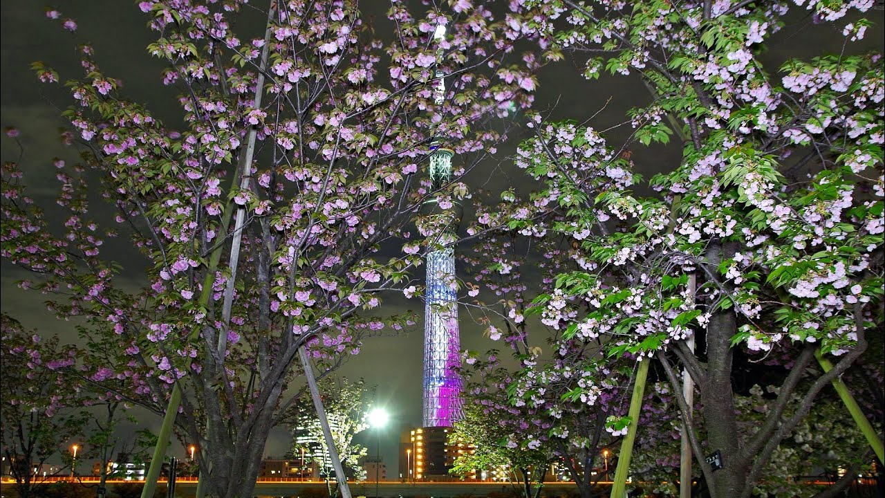 山谷堀広場 隅田公園 浅草 台東区 さくら 桜 Sakura 桜色 東京スカイツリー ライトアップ 櫻坂46 コラボレーション Sakurazaka46 With Tokyo Skytree Youtube