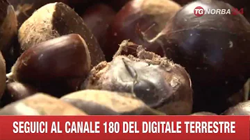 Dove raccogliere funghi e castagne in Basilicata?