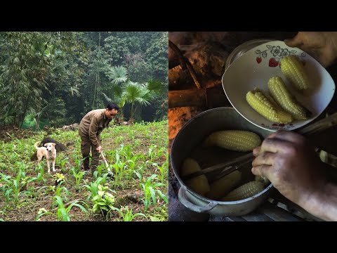 FULL VIDEO Six Months Surviving Alone In The Tropical Rainforest In Search Of Sustainability FULL VIDEO Six Months Surviving Alone In The Tropical Rainforest In Search Of Sustainability