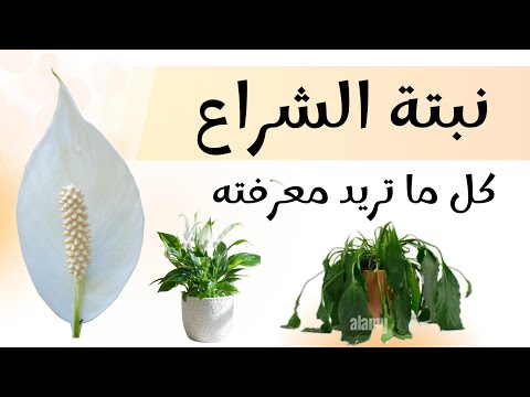 نبتة زنبقة السلام أو الاشرعة البيضاء كيف اعتني بها و اجعلها مزهرة و نتجنب ذبولها 