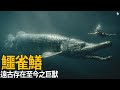怪魚傳說解密：鱷雀鱔到底有多恐怖？你敢下水嗎？鱷魚火箭正在等你! thumbnail