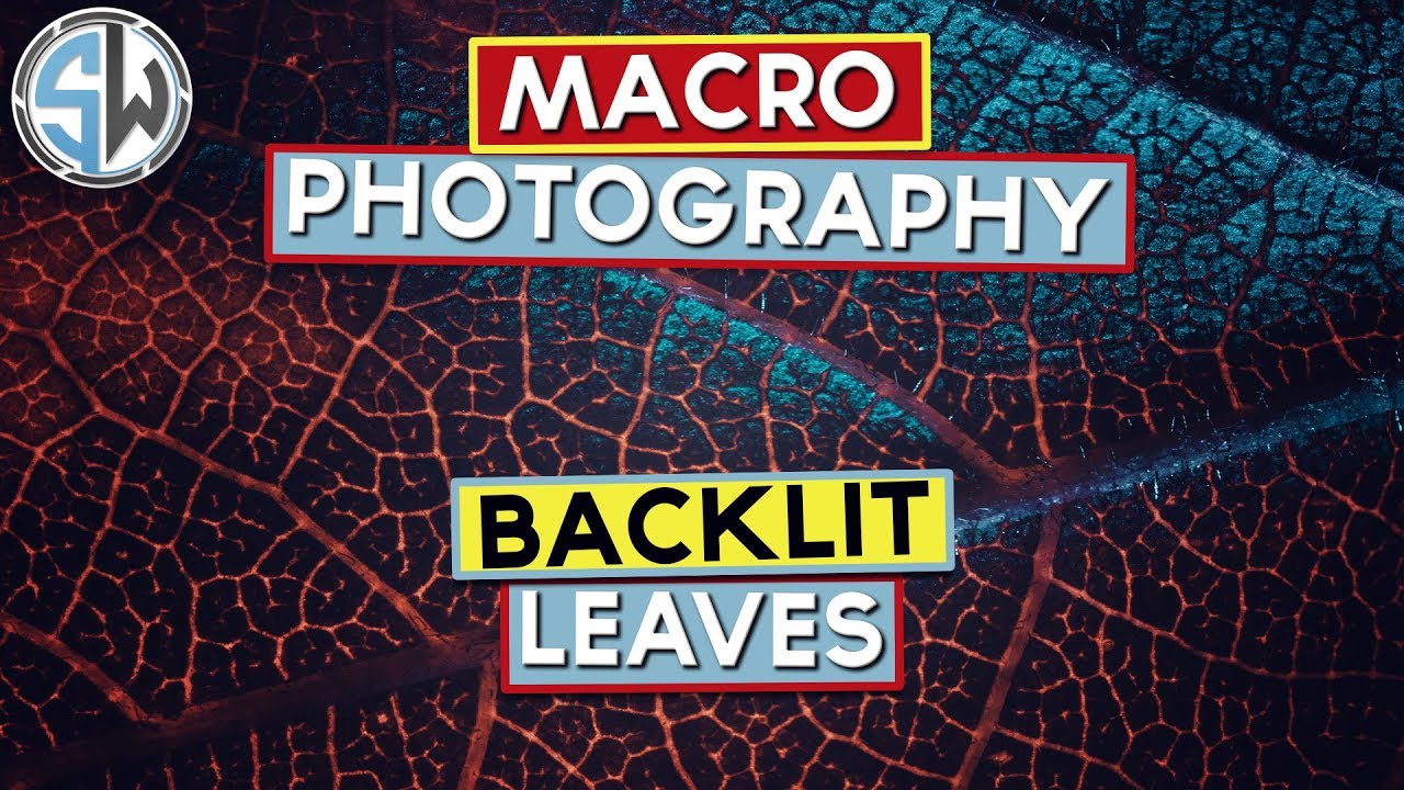 Backlit autumn leaves with a touch of abstract!