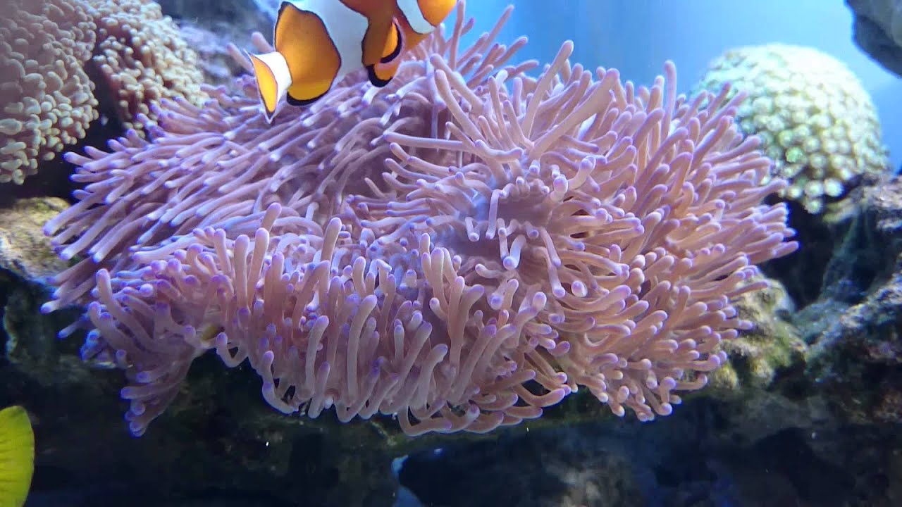 Nemo 公子小丑魚公主海葵 Youtube Nemo 公子小丑魚公主海葵 Youtube