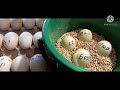 Сбор и хранение инкубационного яйца Мускусной утки