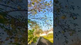 Dil gaunda firda....❤️#satindersartaaj #punjabisong #punjabimusic #naturesbeauty #shorts #reels Thumb