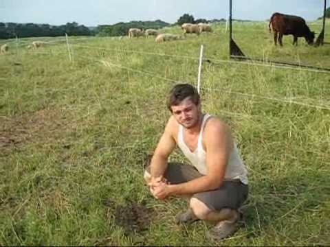 A Look Into Pasture Raised Animal Farming