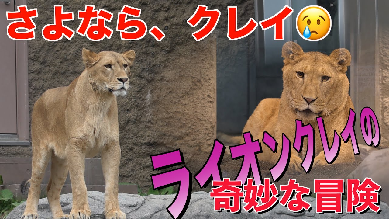 さよなら、クレイ：円山動物園からの旅立ち - 最後の夜　生後から円山に来た経緯、そして故郷への帰還の全てをまとめました