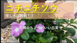 ニチニチソウの挿し木は成功するか Youtube