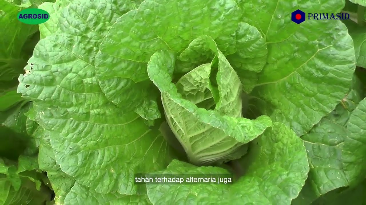 Berbagi Tips Budidaya Sawi Putih