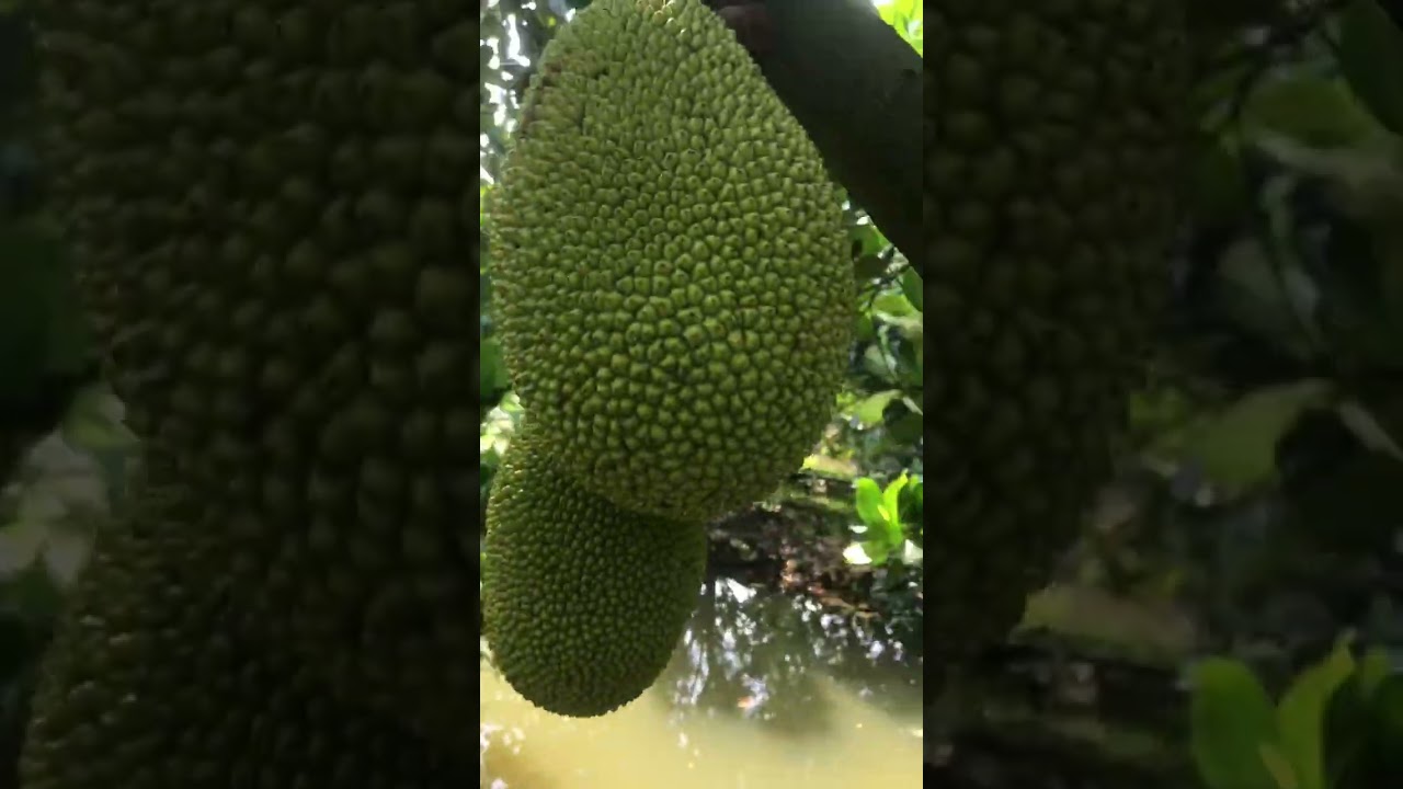 Tưới lớn trái cho mit thai,trung vi lượng+npk cân bằng ,humic 9999,metalaxy.