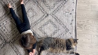 Biggest sweetest house cats by Simon and Link 469 views 11 months ago 3 minutes, 12 seconds