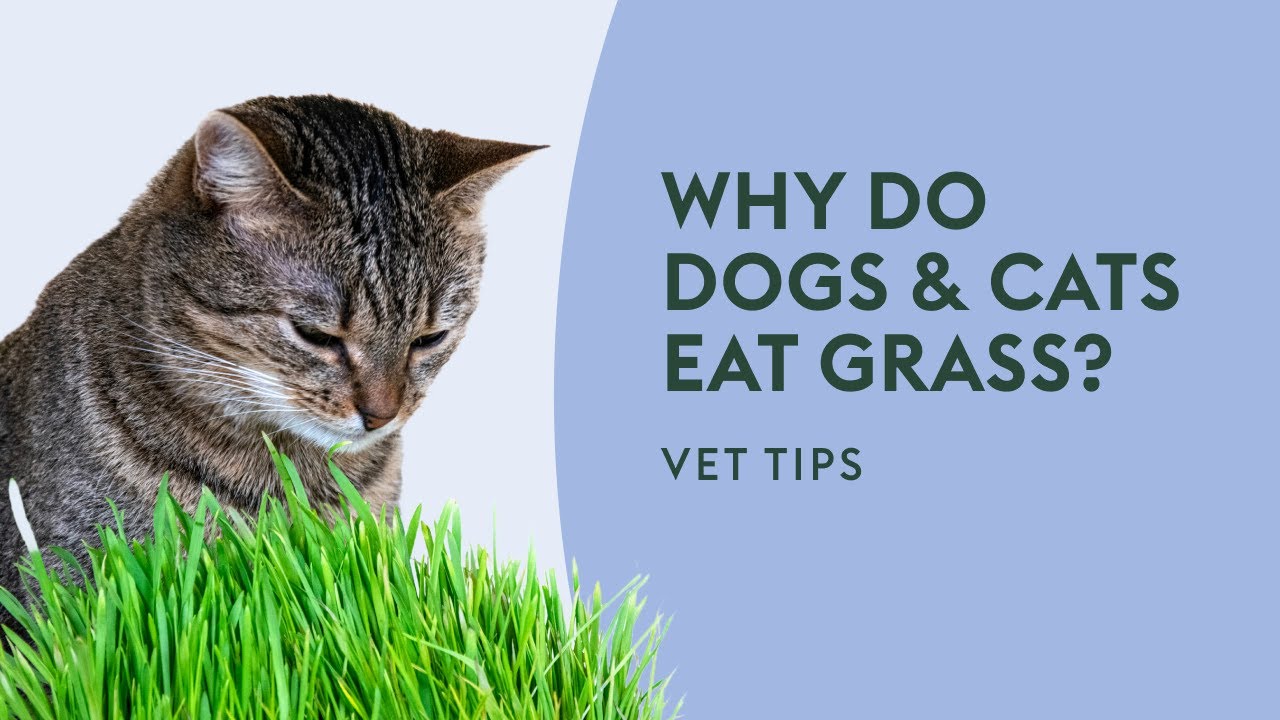 Why do Dogs & Cats Eat Grass? · Vet Tips YouTube
