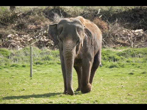 Lucha the elephant visits the dentist