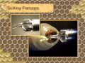 Инструментальное осеменение пчелиных маток