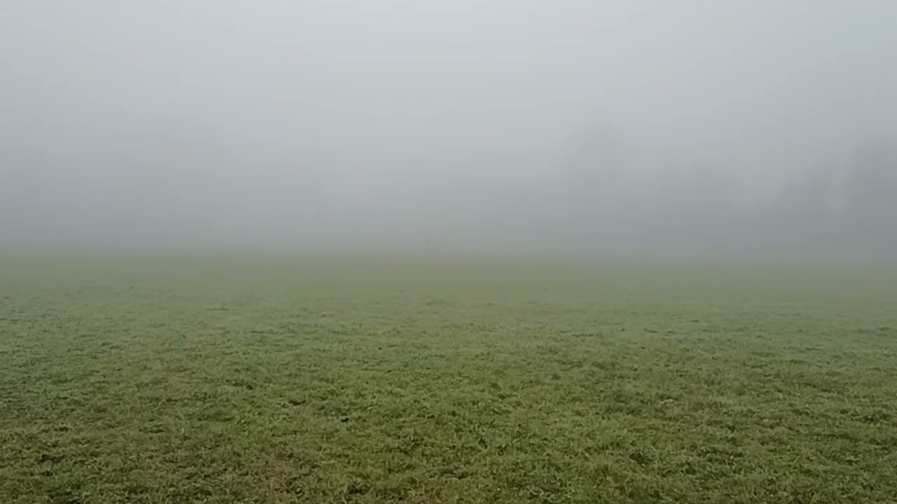 Un cheval répond à l'appel de son cavalier.