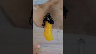 花蓮縣中正國小302圓翅紫斑蝶化蛹過程記錄