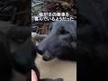 我が子を命懸けで守る母狼を助けたら(A I映像)#shorts #wolf #ai#respect #rescue #狼#救助