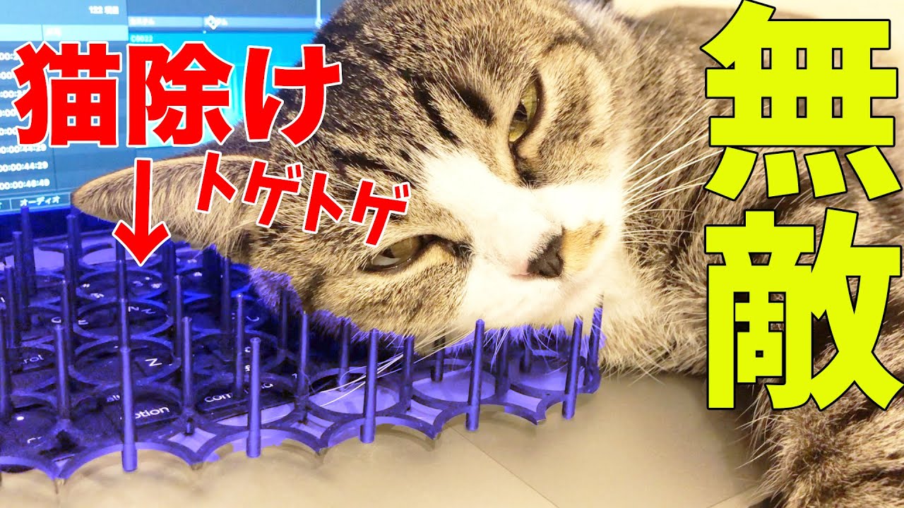 猫除け トゲの上に寝る無敵猫 An Invincible Cat Sleeping On A Thorn Youtube 猫除け トゲの上に寝る無敵猫 An Invincible Cat Sleeping On A Thorn Youtube