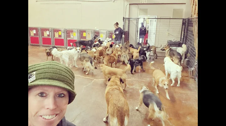 The 5 Steps to a K9 Lifeline
