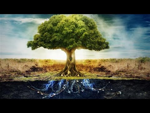 Video: Yggdrasil Tree (Arborele vieții): descriere, sens