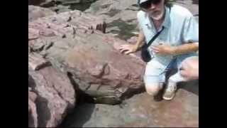 Softshell Turtle rescue