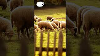 Sheeps Sound | Sheep Farm