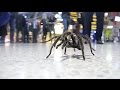 Arachnophobia in Public Prank