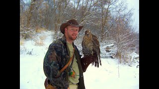 Falconry: a different approach to imprint goshawks