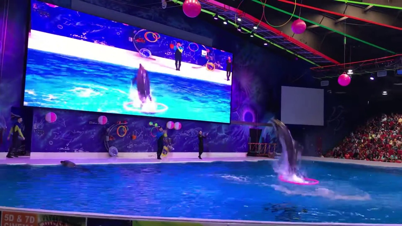 Dolphinarium Dubai 2018 Part 5 - YouTube