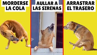 ¿Por qué hace eso tu perro? ➡ 10 COMPORTAMIENTOS EXTRAÑOS revelados